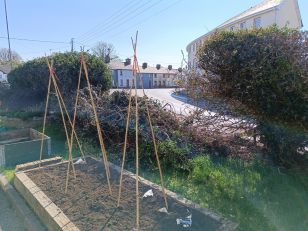 More Gardening Today 🫛🥔🥕🫛🥔🥕