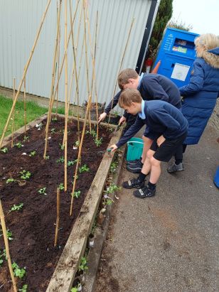 Transplanting the Peas