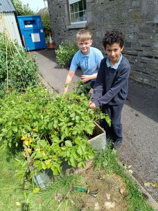 Harvesting the Vegetables🫛🥔